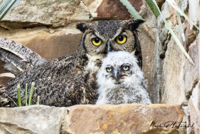 Athena Great Horned Owl 2025